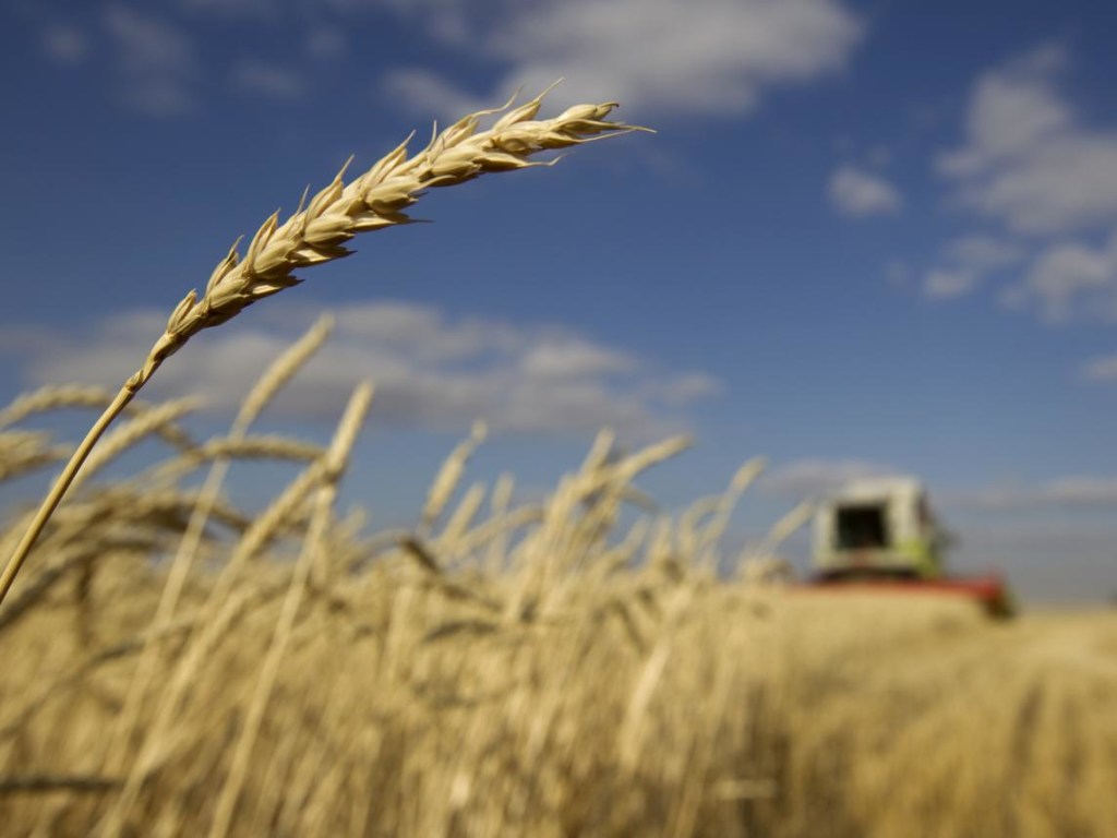 В США ожидают рекордный урожай зерновых в Украине: на 300 тысяч миллионов тонн больше