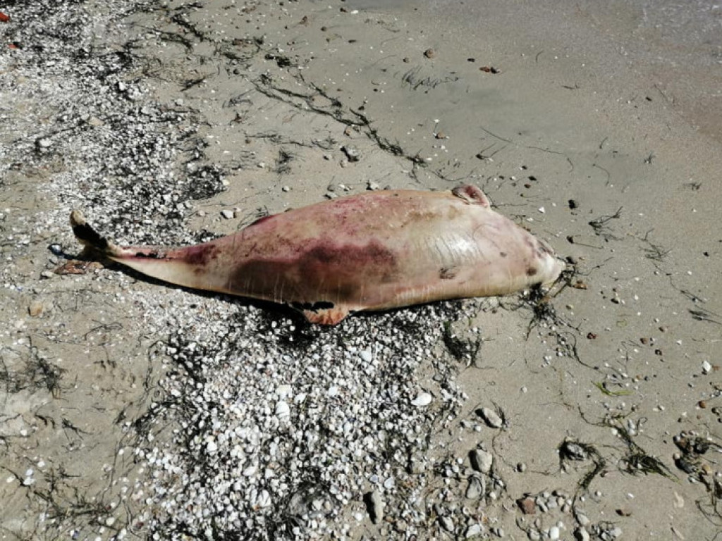 На берег Азовского моря выбросило тушки дельфинов (ФОТО)