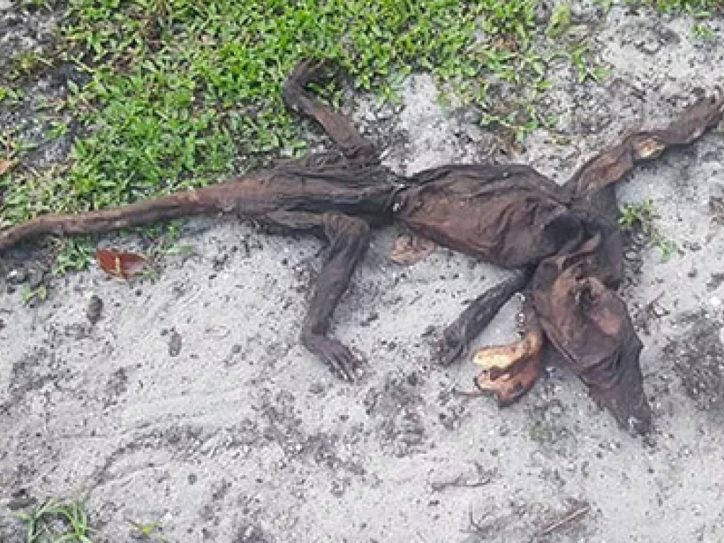 Жительницу штата Флорида напугали останки неизвестного животной во дворе дома (ФОТО)