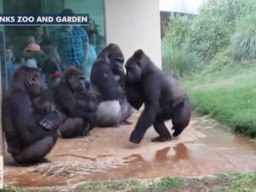 Пришли к людям: в США заметили прячущихся от дождя горилл (ФОТО) 