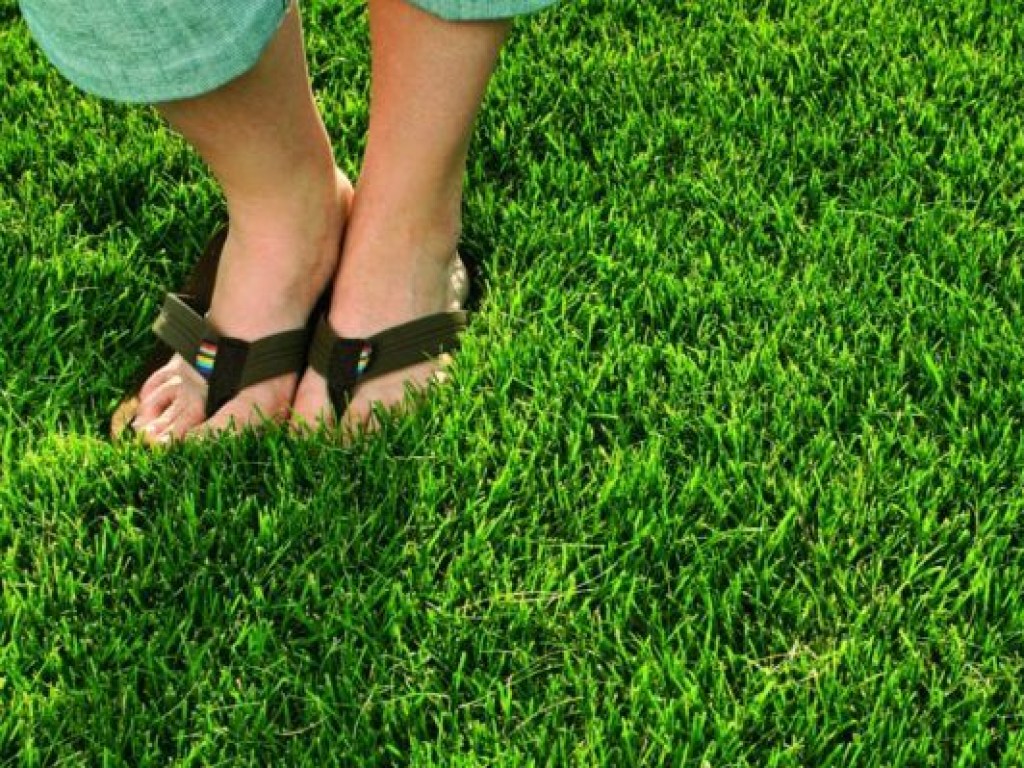 Газонная трава опасна для аллергиков, им нужно избегать игры на газонах &#8212; аллерголог