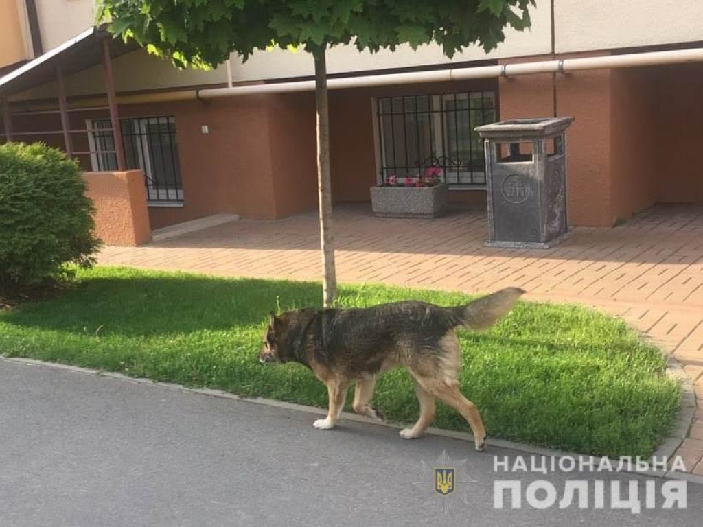 Под Киевом собака погрызла восьмилетнюю девочку (ФОТО)