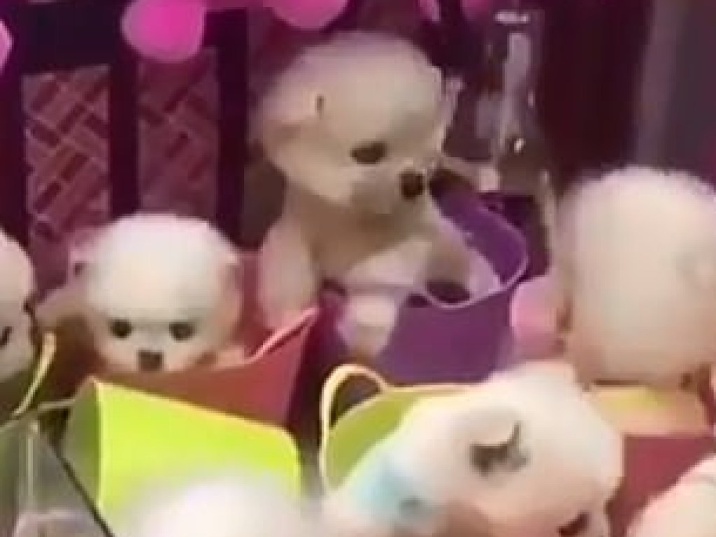 В Китае живых щенят поместили в автомат с игрушками (ВИДЕО)