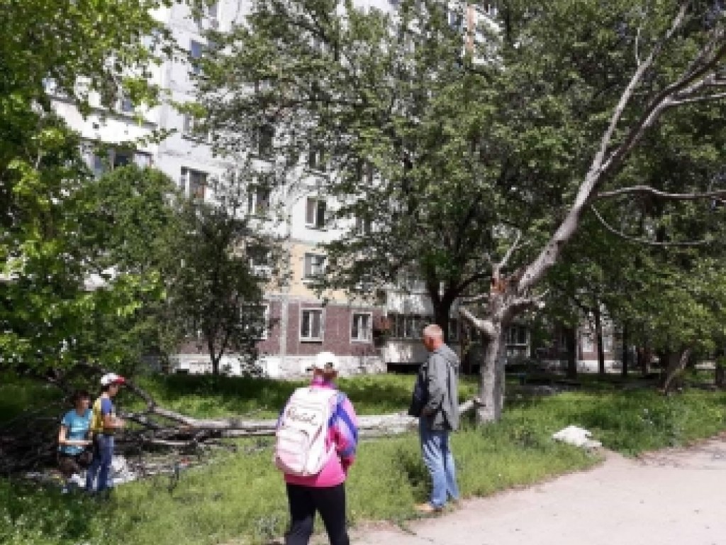 В Запорожье старое дерево рухнуло на женщину с ребенком (ФОТО)