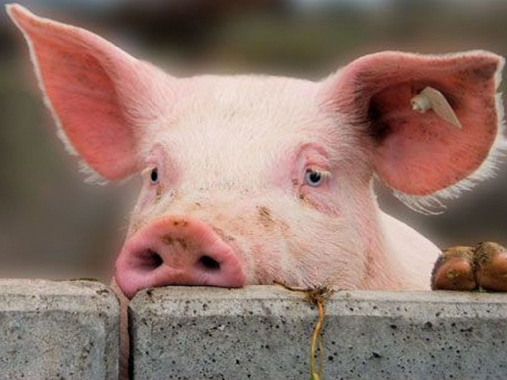 Эксперты указали на основные риски, связанные с африканской чумой свиней в Украине
