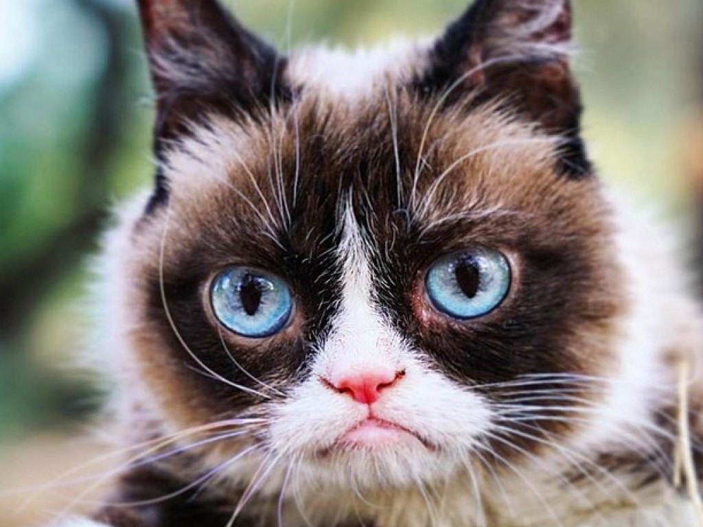 Умерла самая «угрюмая» кошка в мире (ВИДЕО)