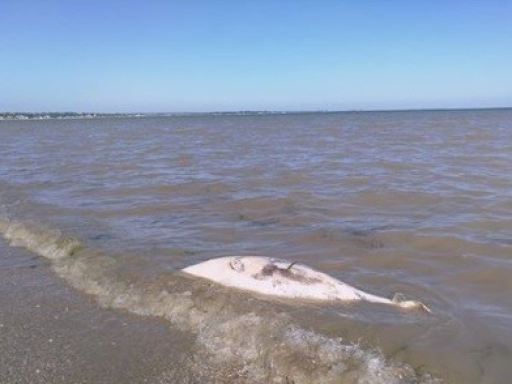 На побережье под Мариуполем нашли мертвых дельфинов (ФОТО)