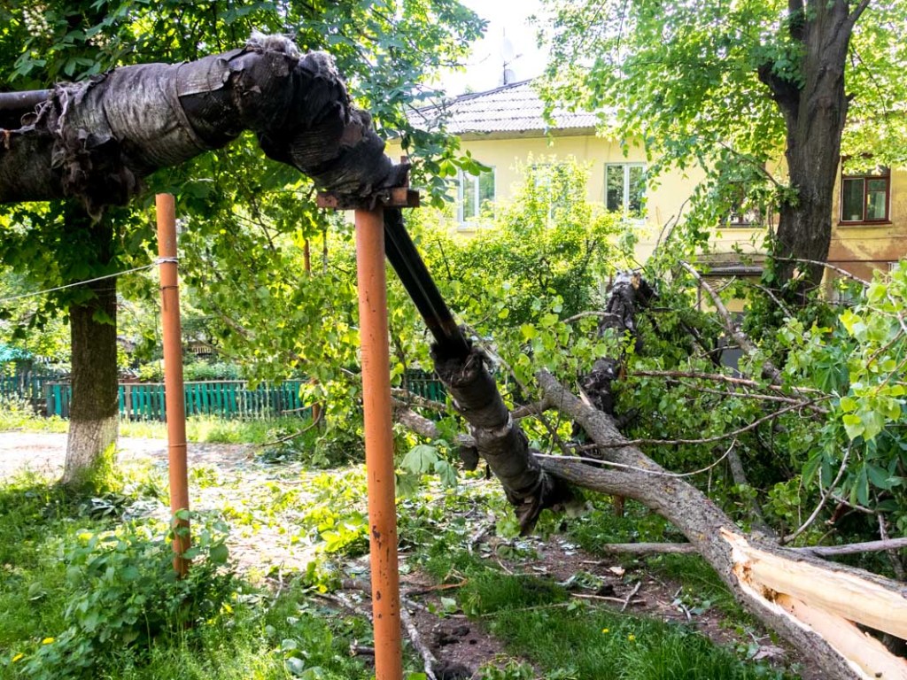 В Днепре огромное дерево рухнуло на детскую площадку и повредило теплотрассу (ФОТО, ВИДЕО)