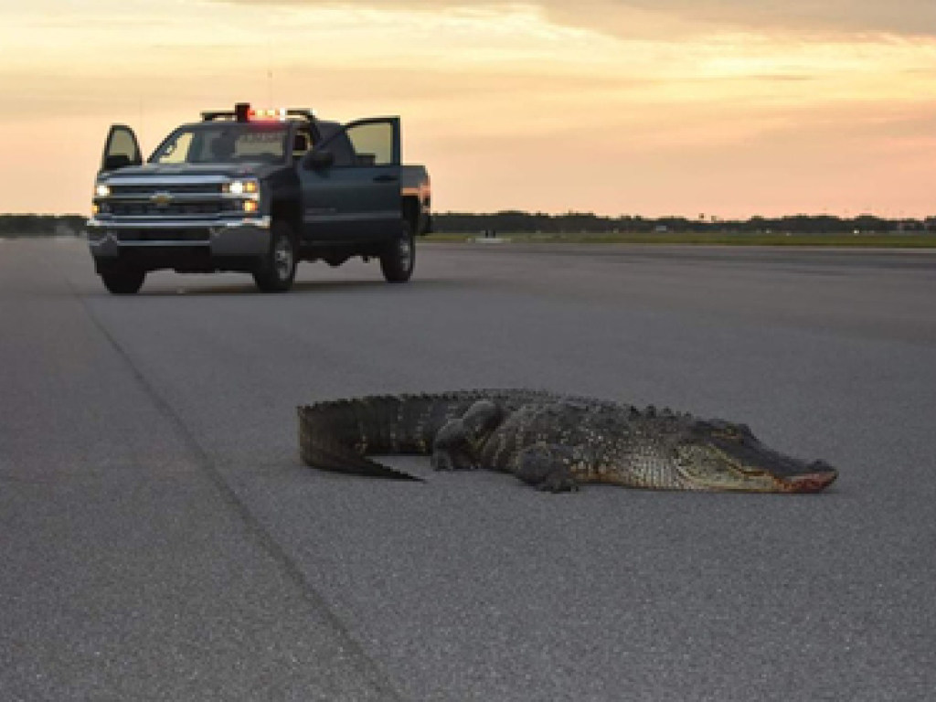  В США аллигатор забрел на военно-воздушную базу (ФОТО)
