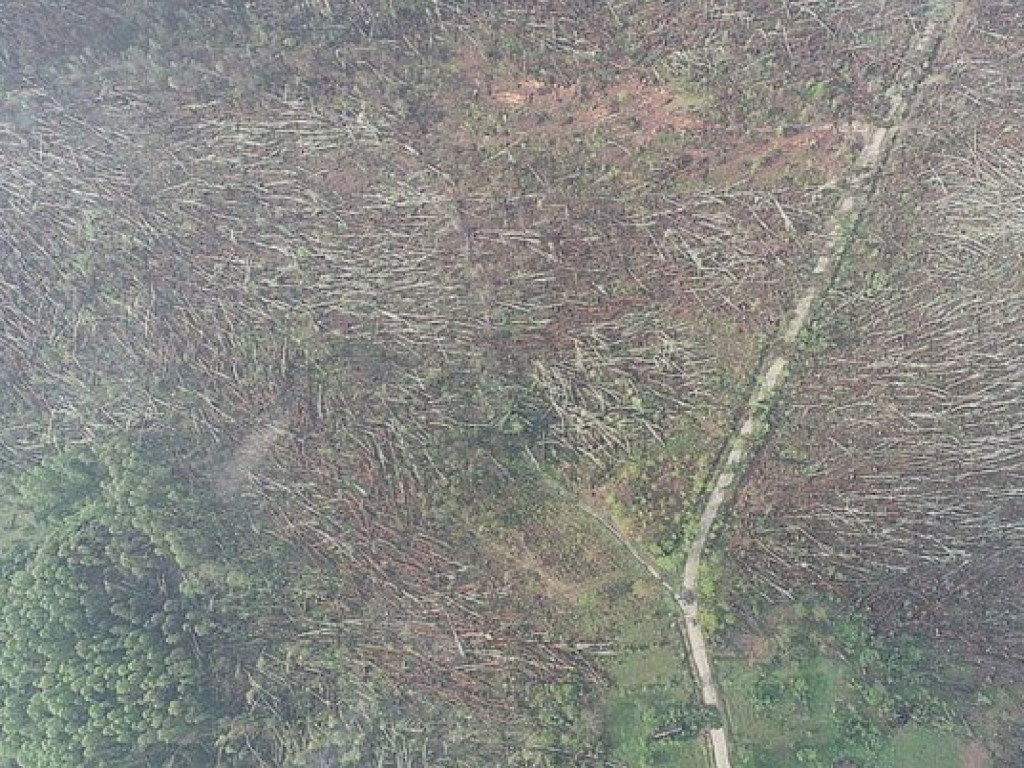 Смерч в Житомирской области: стихия повалила 100 гектаров леса (ФОТО, ВИДЕО)
