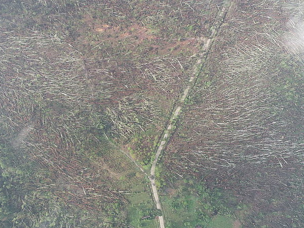 Ураган уничтожил более ста гектаров леса на Житомирщине