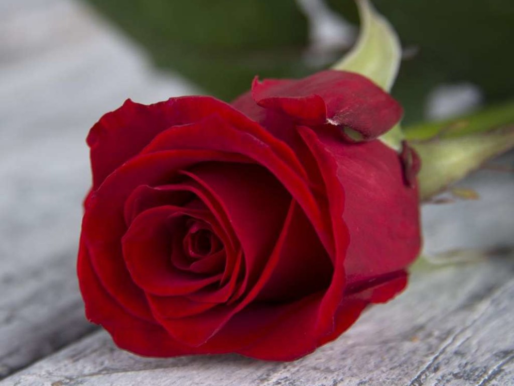 Зеленский подарил копу букет роз с инаугурации (ВИДЕО)