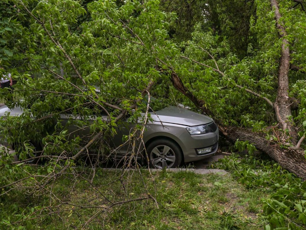 В Киеве на автомобиль Skoda рухнуло дерево: движение перекрыто (ФОТО, ВИДЕО)