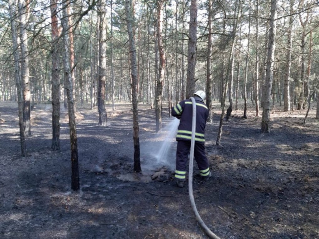 В Николаевской области подожгли лес (ФОТО)