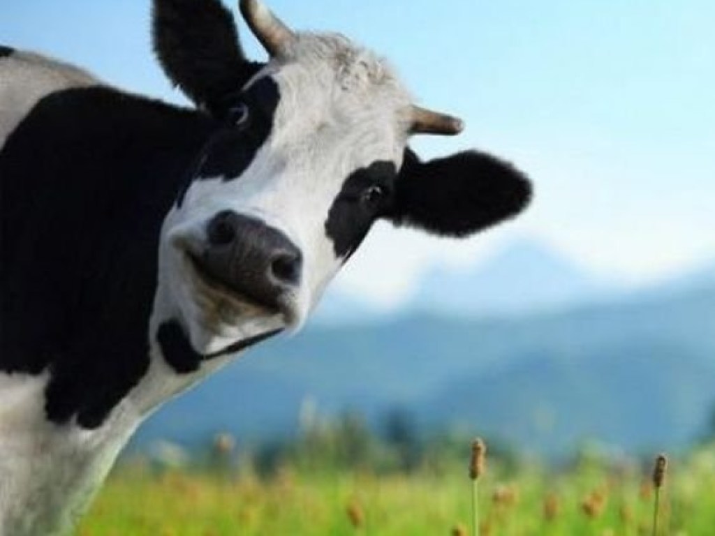 В Николаевской области молнией убило корову