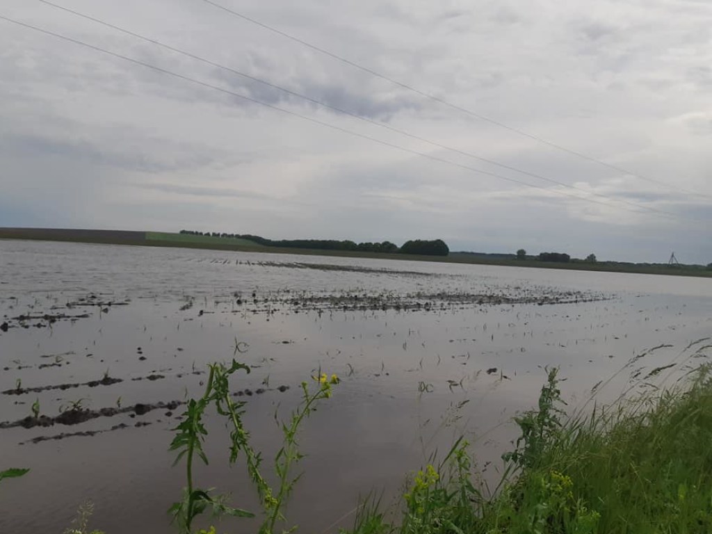 Непогода на Полтавщине: ливень превартил посевы пшеницы в  «море» (ФОТО)