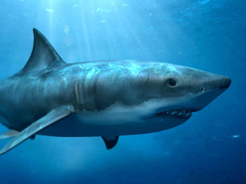 На Гавайях акула убила 65-летнего мужчину (ВИДЕО)