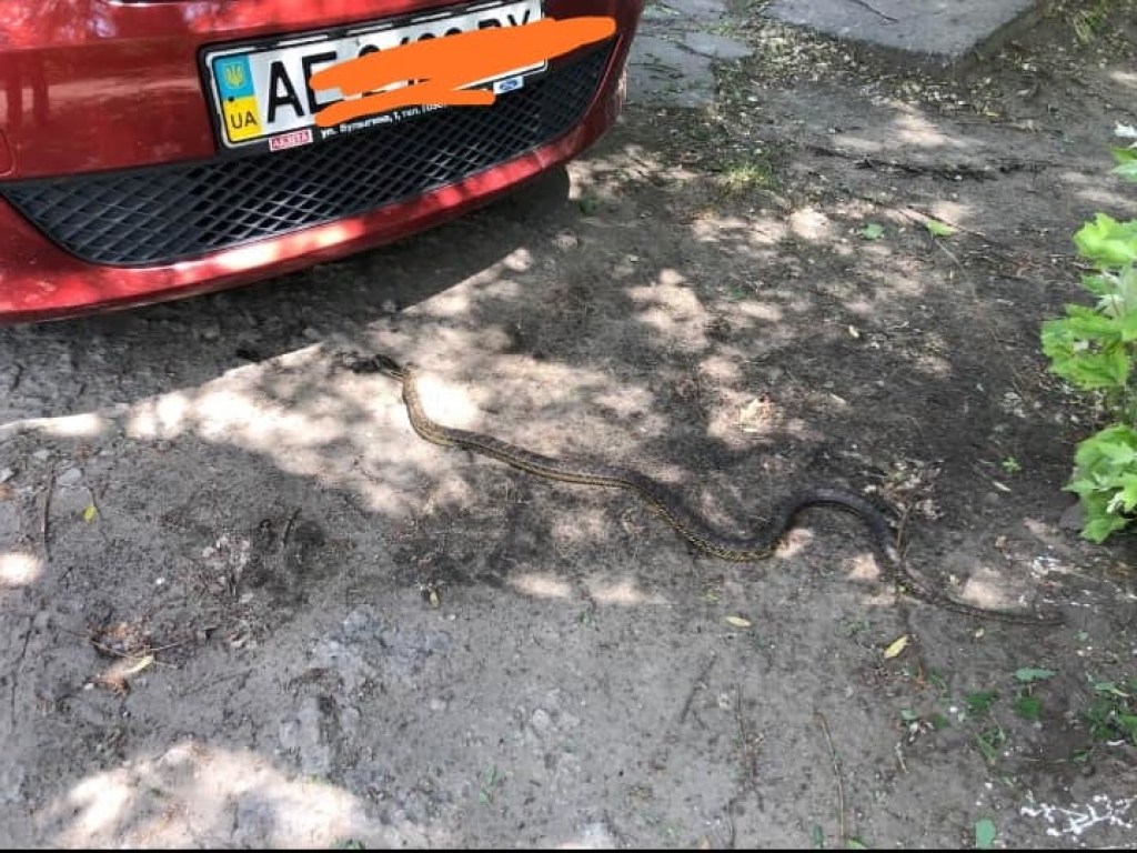 В Днепре огромная змея заползла прямо в машину (ФОТО)