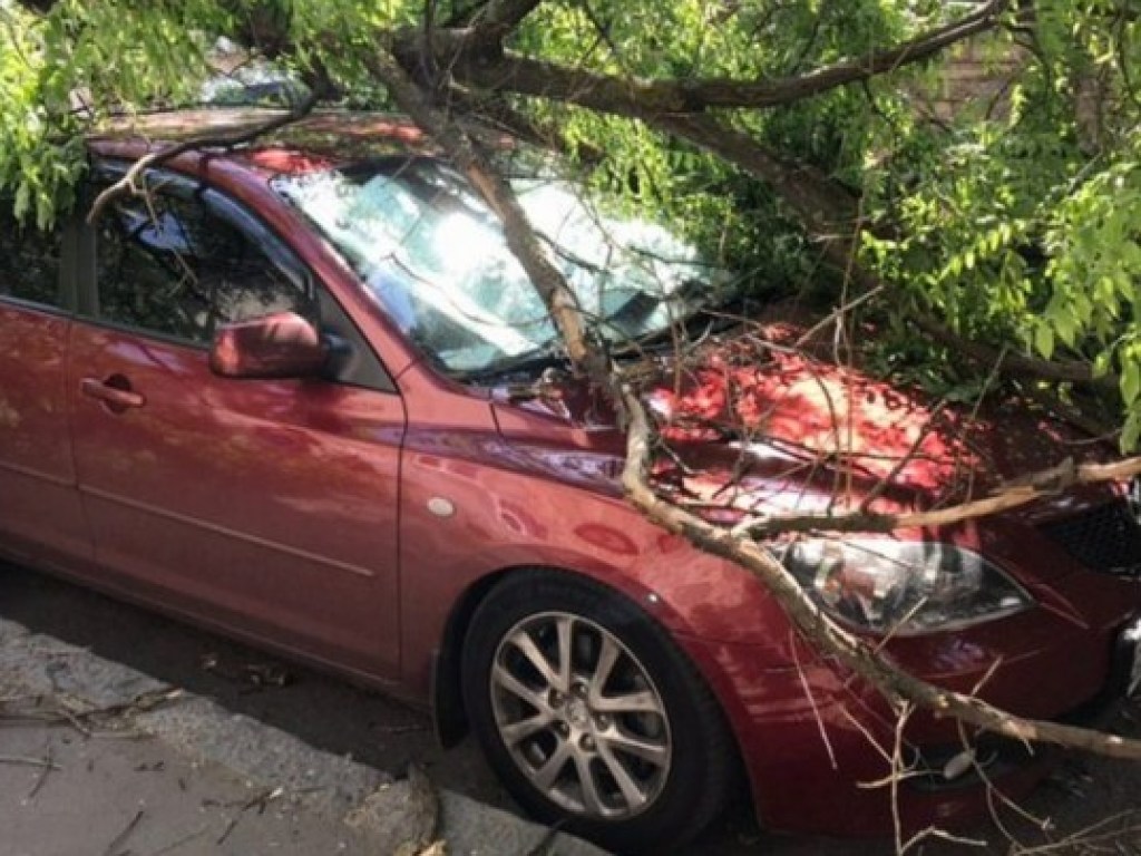 В Одессе из-за сильного ветра массово падали деревья (ФОТО)