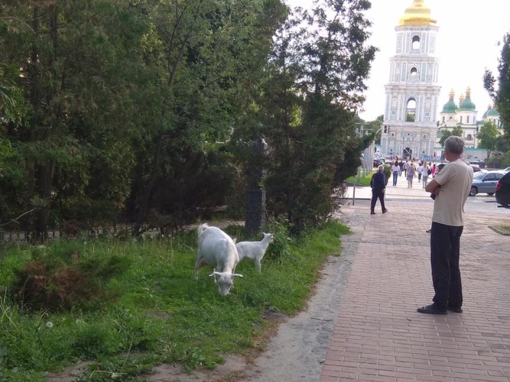В центре Киева увидели коз на выпасе (ФОТО)