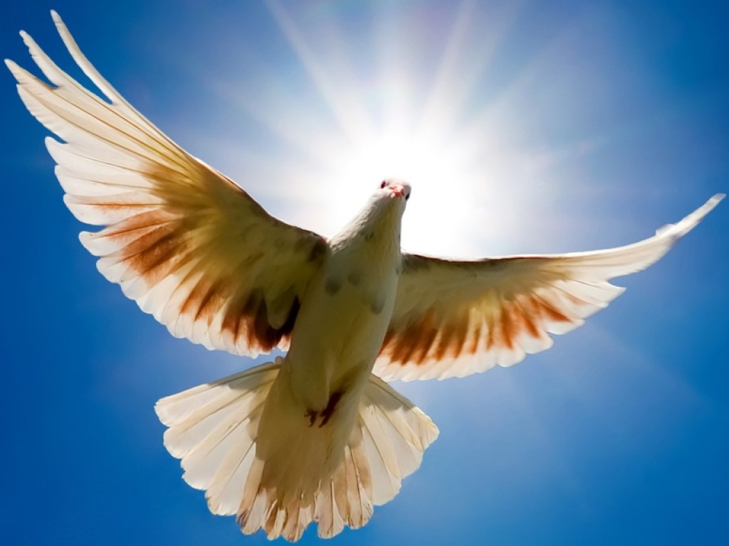 «Святой Дух»: Водителя-лихача от штрафа спас голубь (ФОТО)