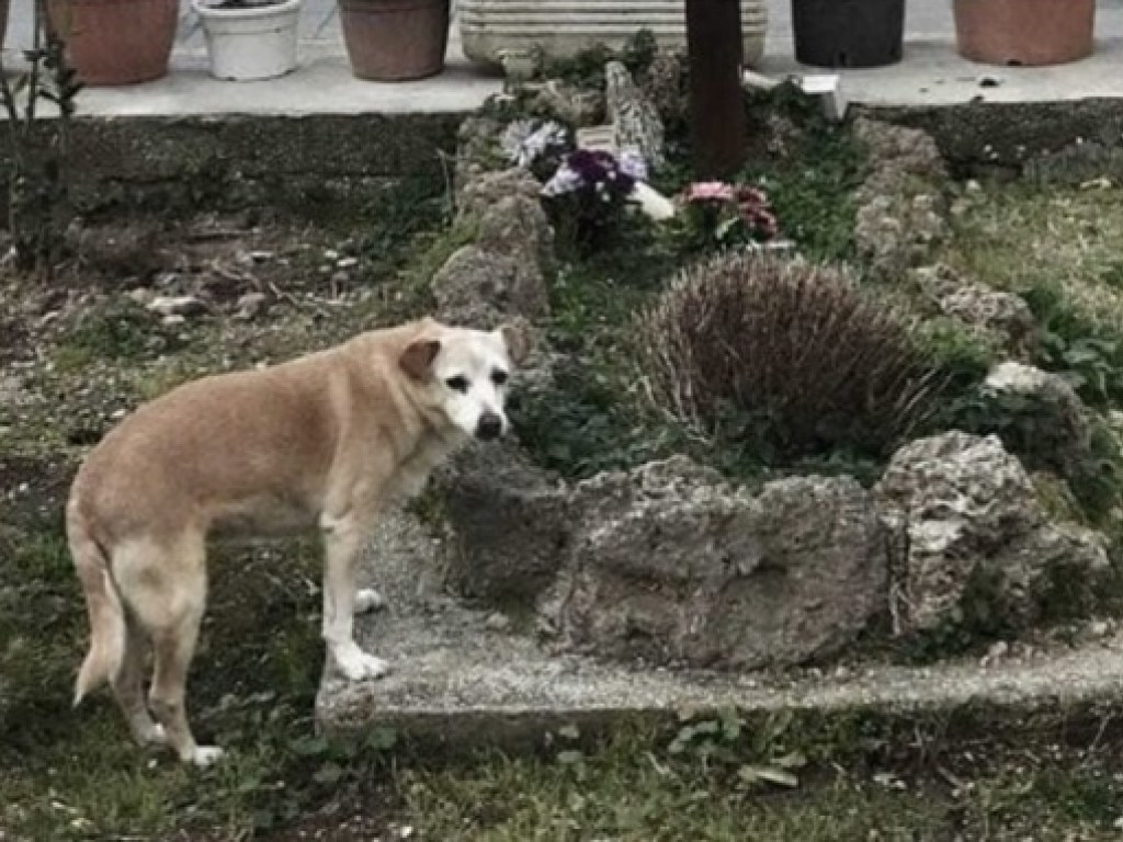 В Италии умерла собака, десять лет ожидавшая возвращения своего хозяина на его могиле (ФОТО)