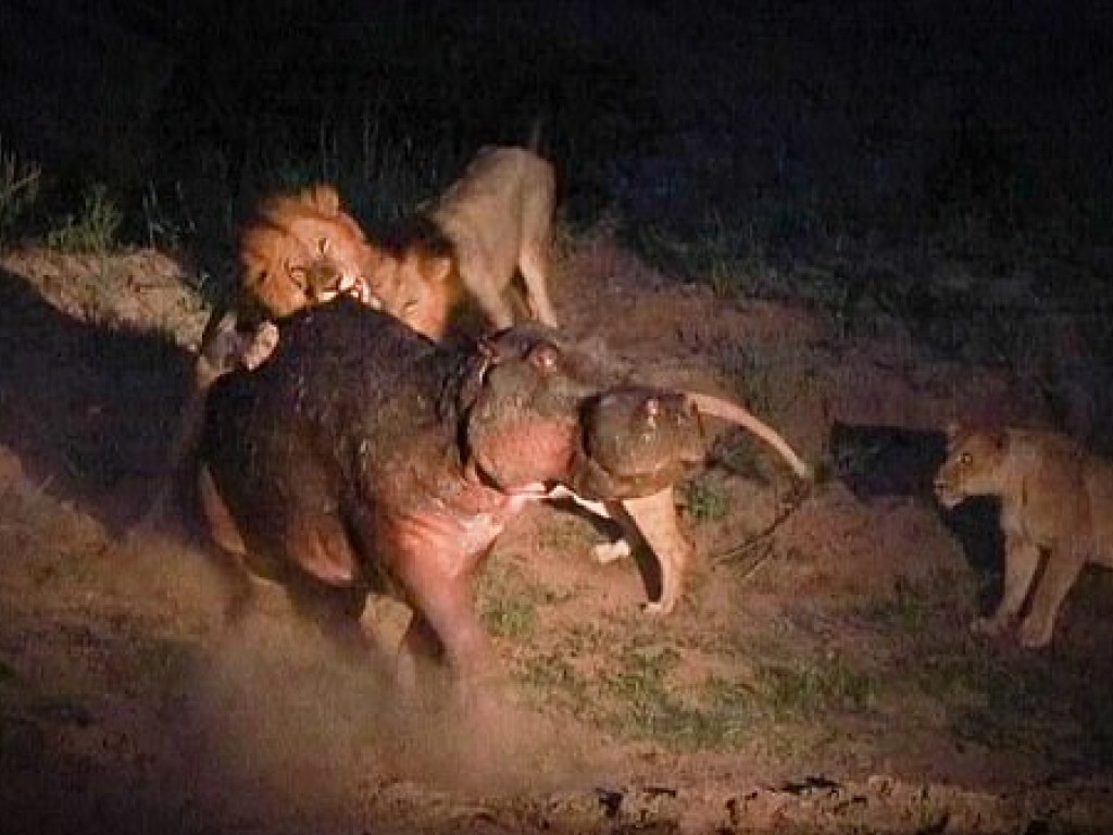 В ЮАР бегемоту удалось спастись в бою против группы львов (ФОТО, ВИДЕО)