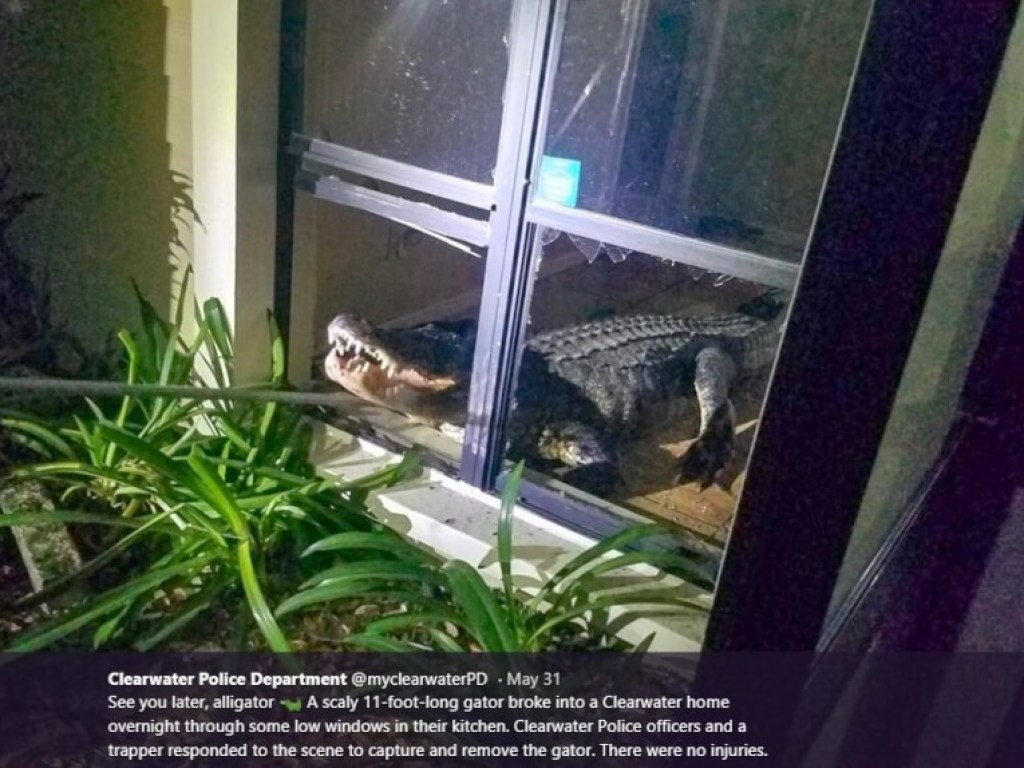 Ночью во Флориде 3-метровый аллигатор влез в дом и устроил беспорядок (ФОТО)