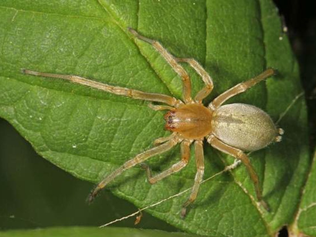 Желтые пауки появились в столице: специалисты предупредили об опасности