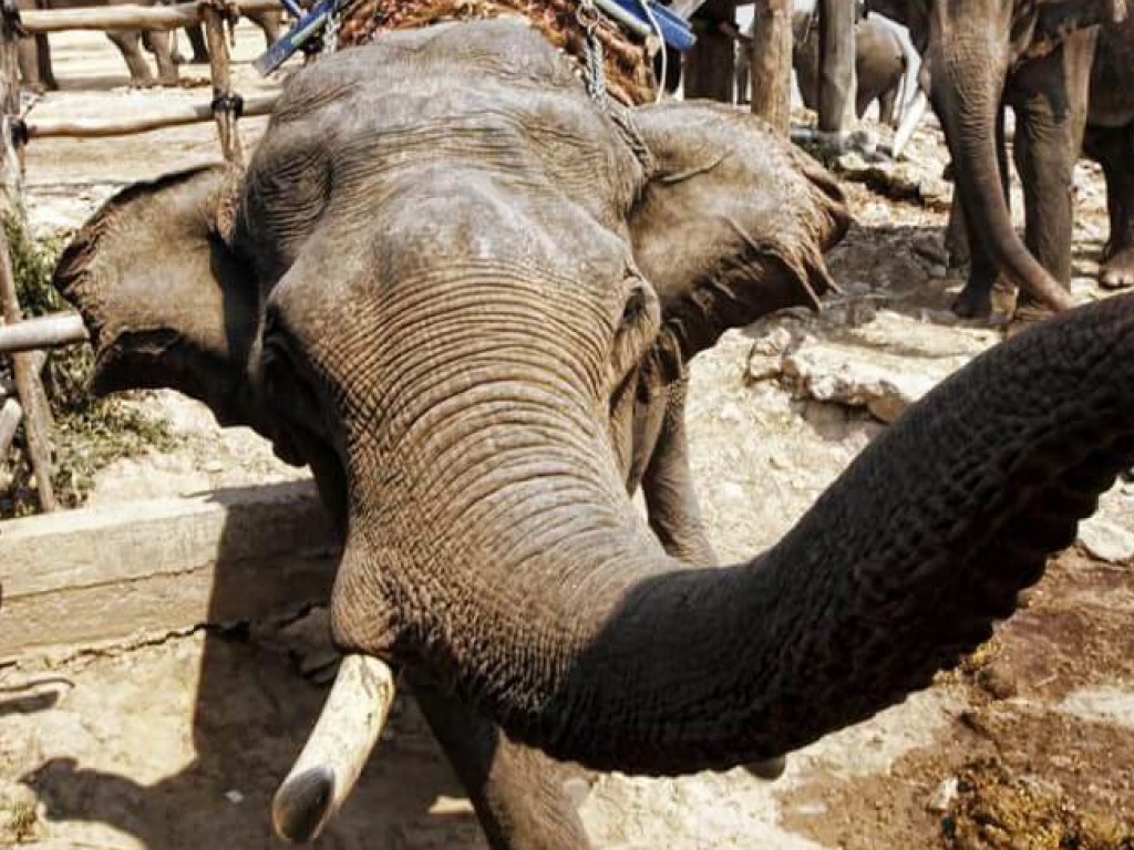 Слоны побили хоботами участников забега в Таиланде