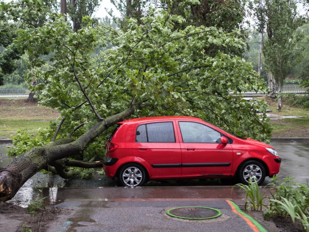 В Днепре дерево рухнуло на припаркованные автомобили (ФОТО)