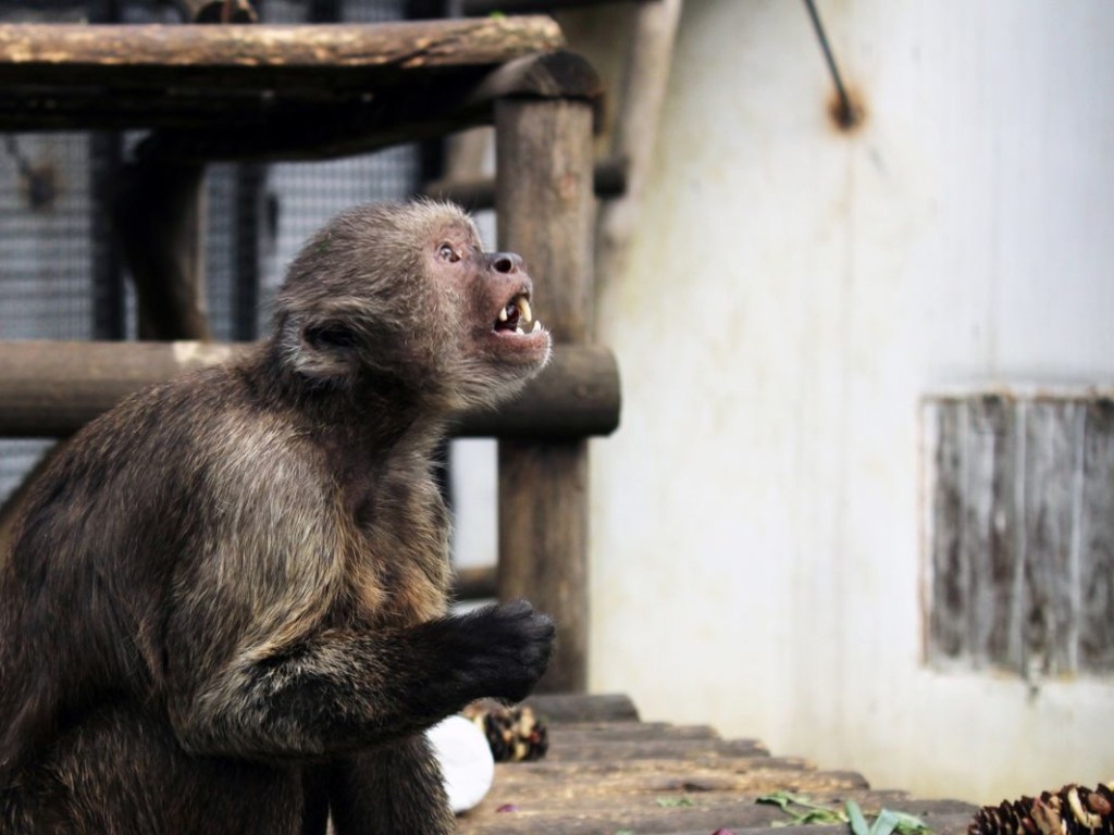  В Нидерландах обезьяна чудовищно обошлась с утятами (ВИДЕО)