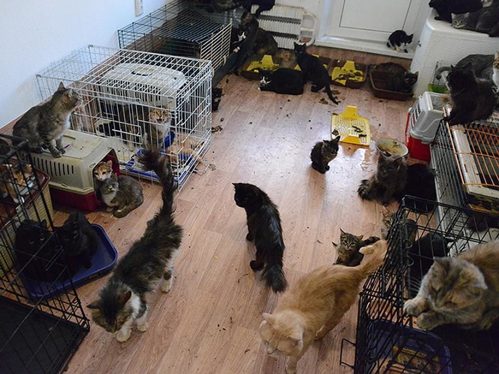 В московской квартире известного художника обнаружили более 80 кошек (ФОТО)