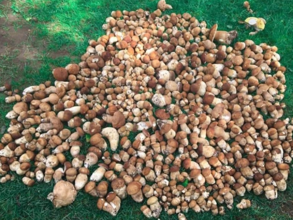 На Закарпатье грибник собрал за три часа около 150 килограммов грибов (ФОТО)