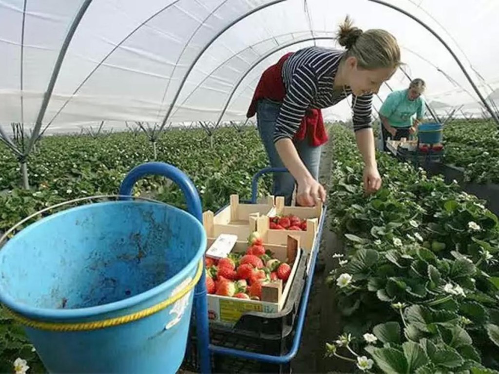 В Запорожье на рынке продают ягоды с паразитами (ВИДЕО)