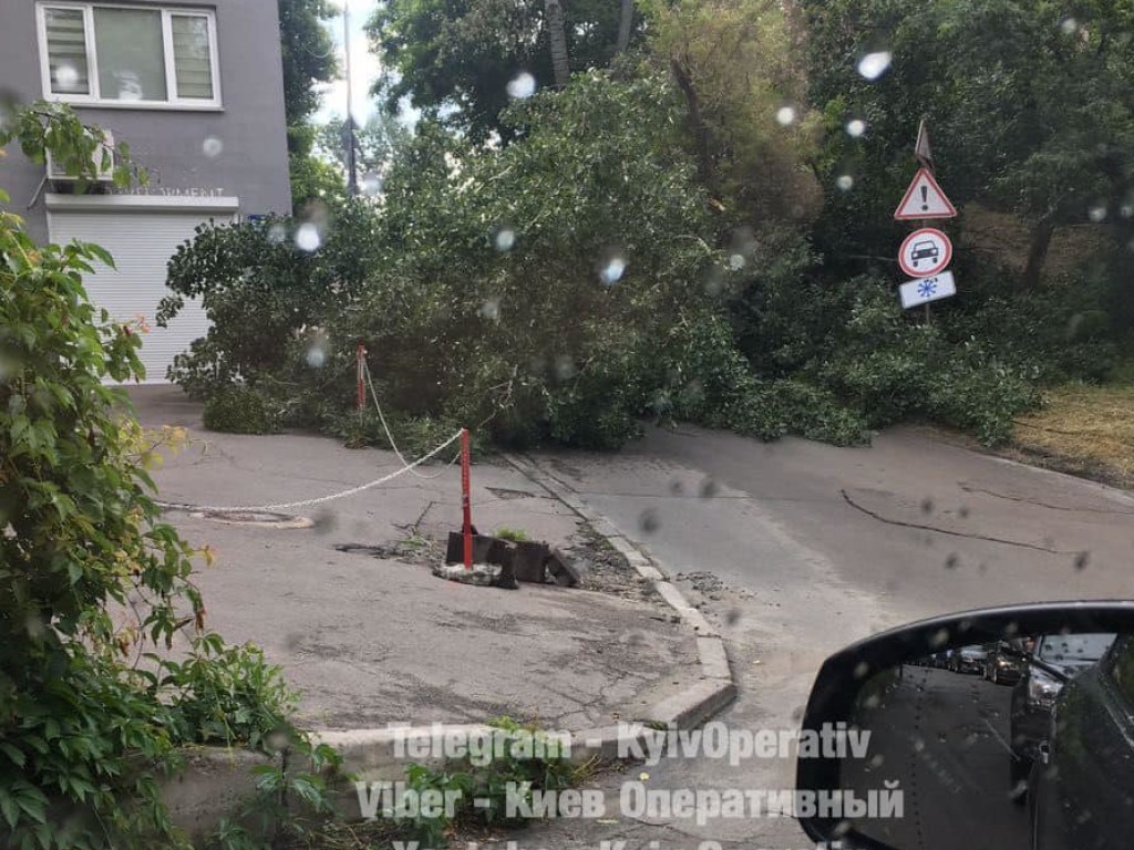 В Киеве на Лукьяновке рухнуло дерево (ФОТО)
