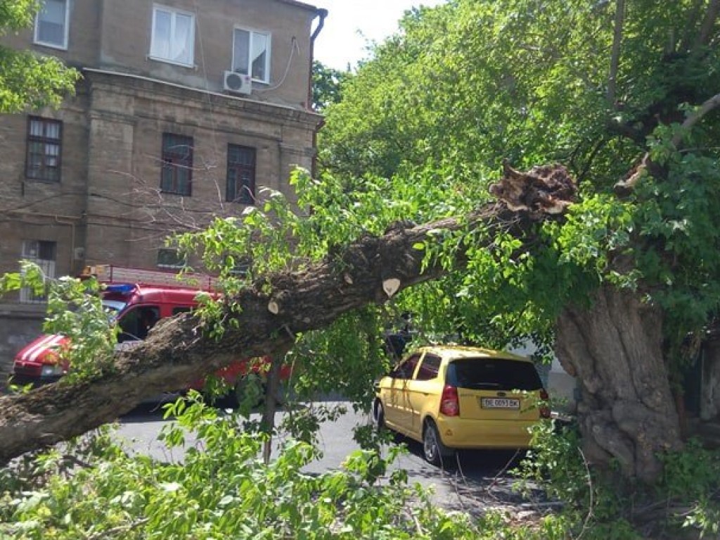В центре Николаева на автомобиль рухнуло дерево (ФОТО)