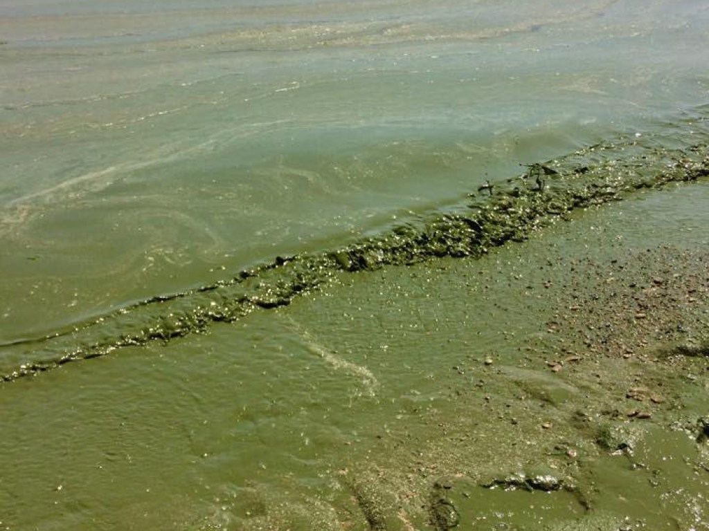 Вода на одесских пляжах позеленела: экологи рекомендуют воздержаться от купания (ФОТО)