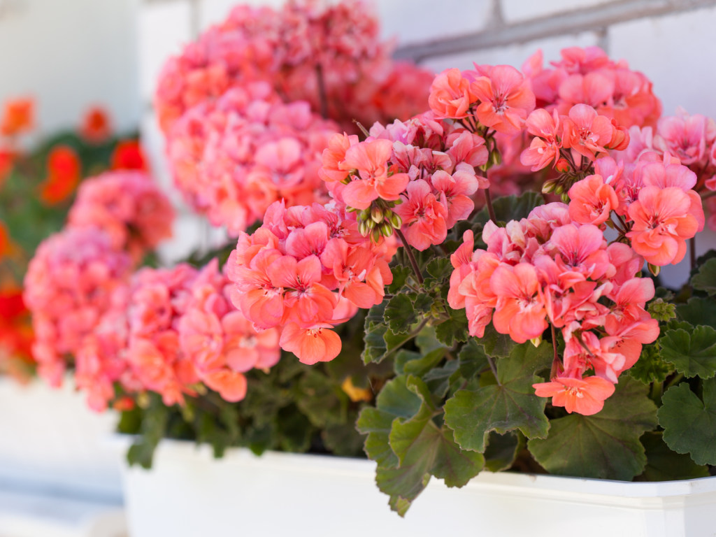 Советы флористов: Лучшее средство для непрерывного буйного цветения герани