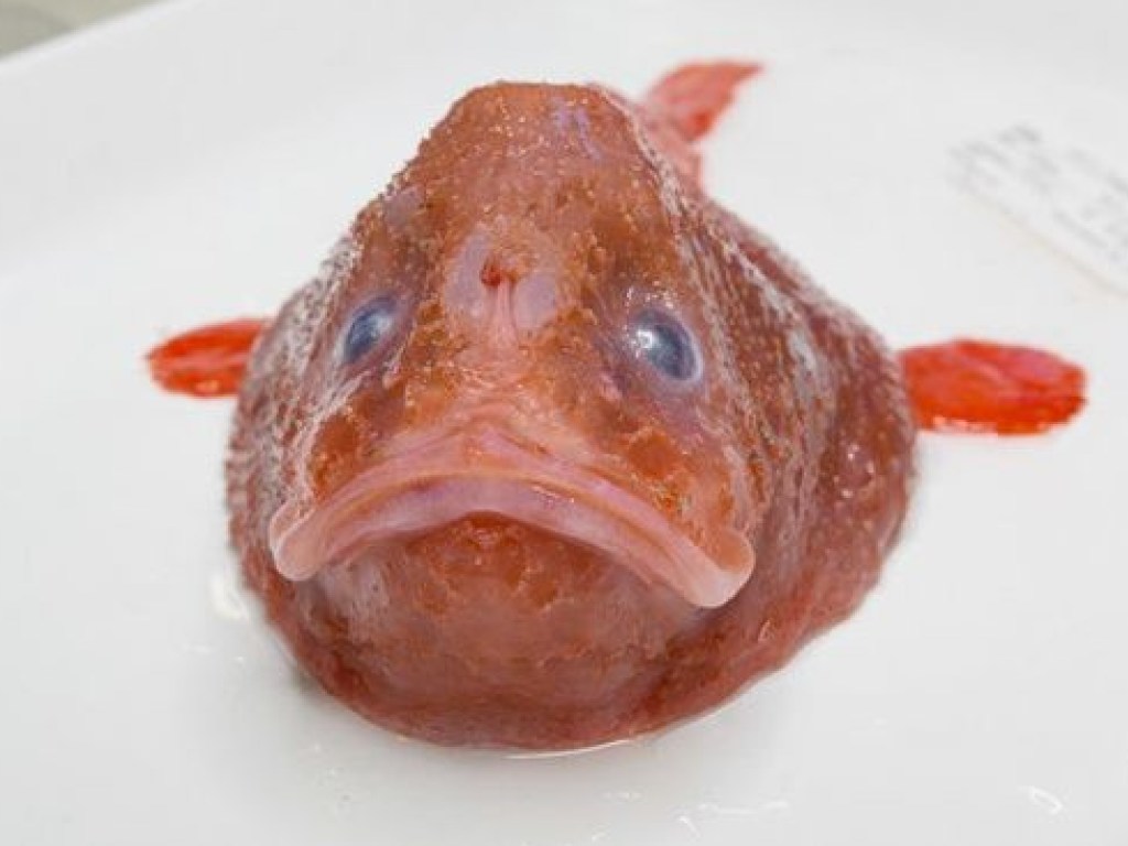 «Рыба-гроб»: Обнаружили первую в мире рыбу, намеренно задерживающую дыхание (ФОТО, ВИДЕО)