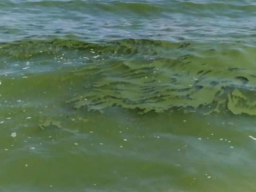 Грязная вода: в Одессе жителям и туристам рекомендовали не есть рыбу из моря (ФОТО)