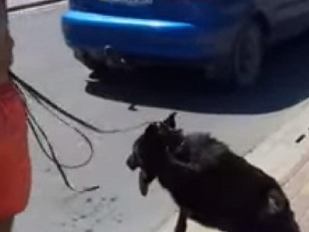 На популярном курорте живодер привязал беспомощную собаку к машине и нажал на газ (ФОТО)
