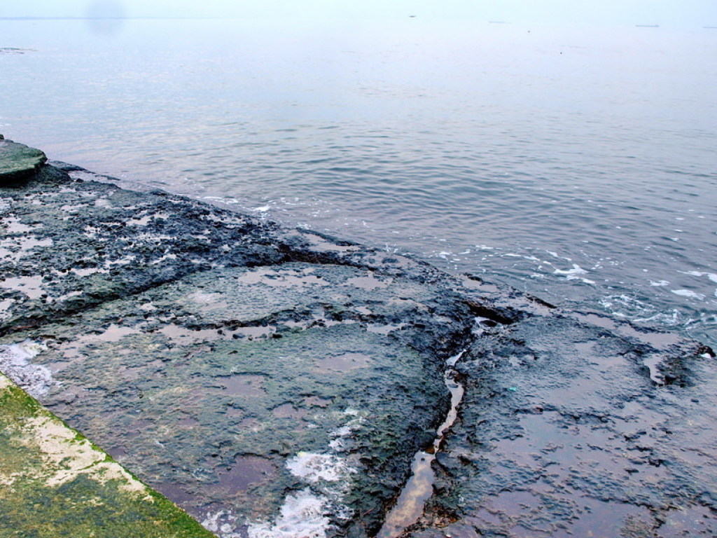 Экологи разрешили купаться в «зеленом» море в Одессе  (ВИДЕО)