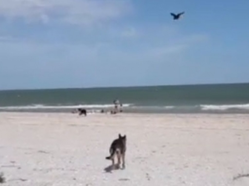 Ворона атаковала собаку на берегу Азовского моря (ФОТО, ВИДЕО)