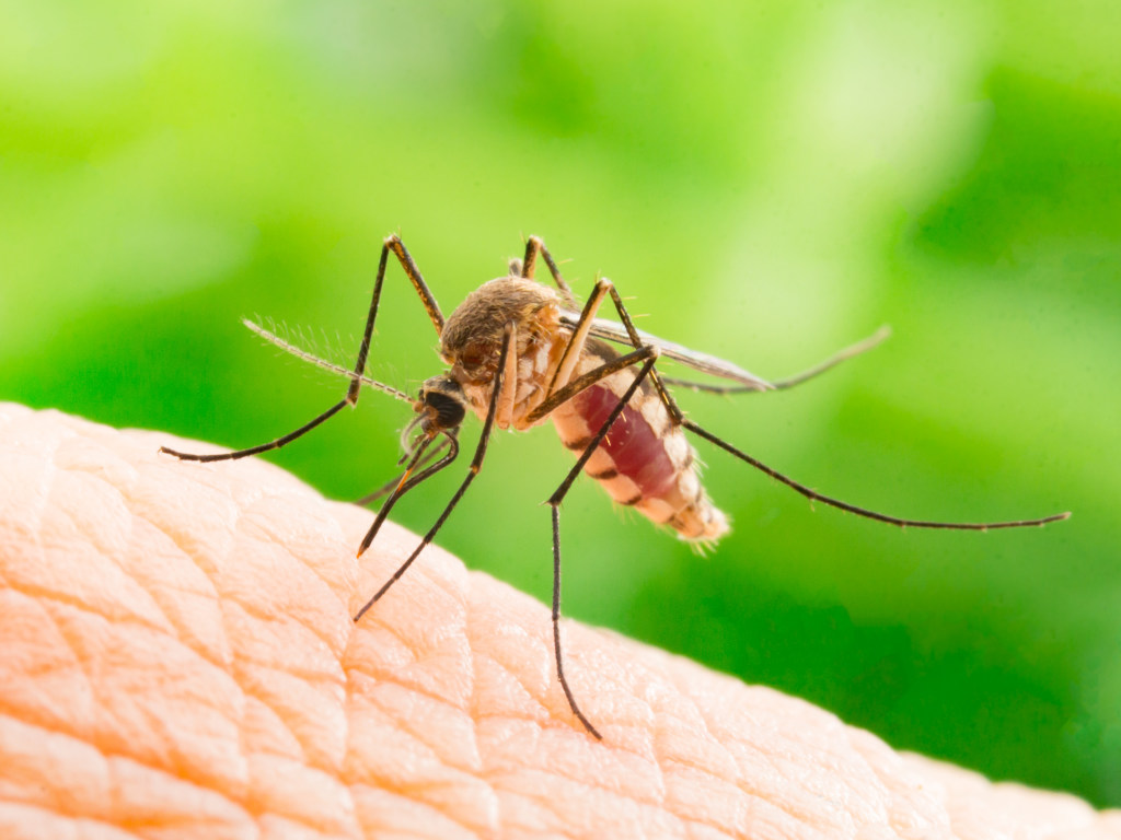 Врач раскрыл секреты, как уберечься от укусов насекомых во время отдыха на природе