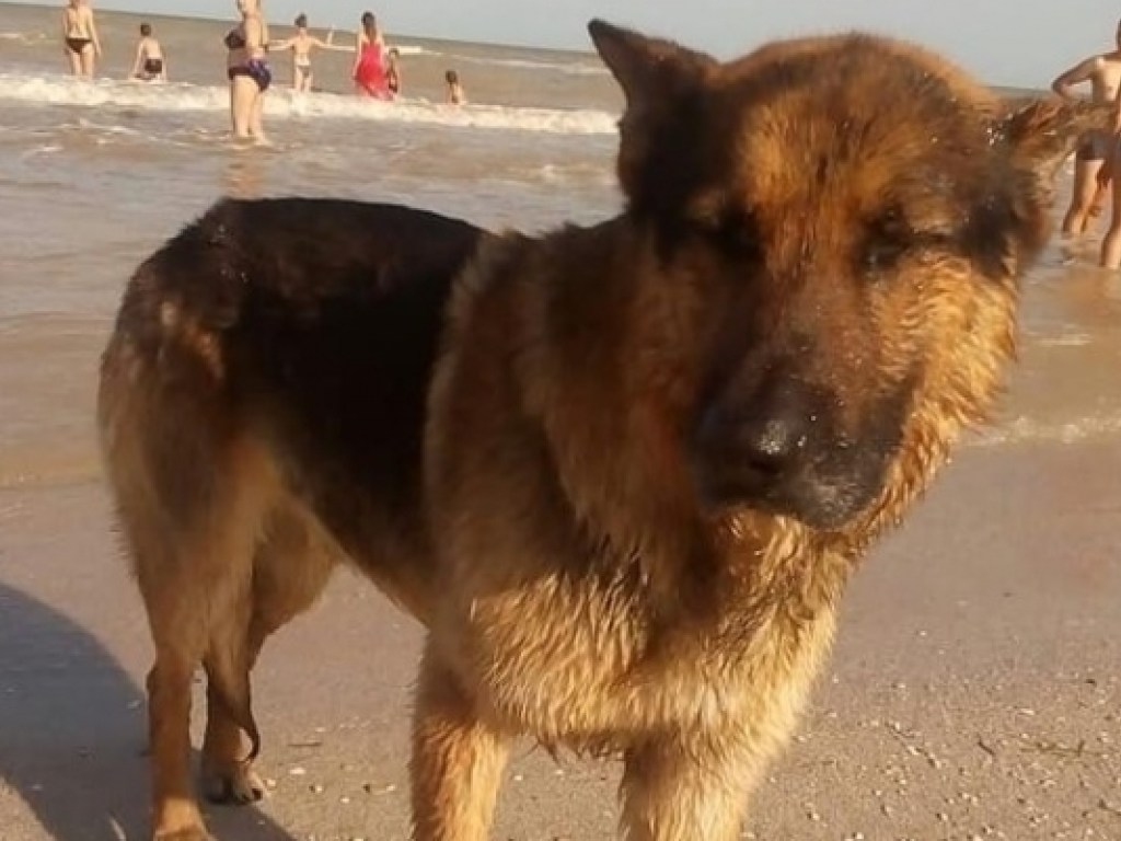 «Хатико» из Кирилловки: пес бродит по пляжу в ожидании утонувшей хозяйки (ФОТО)