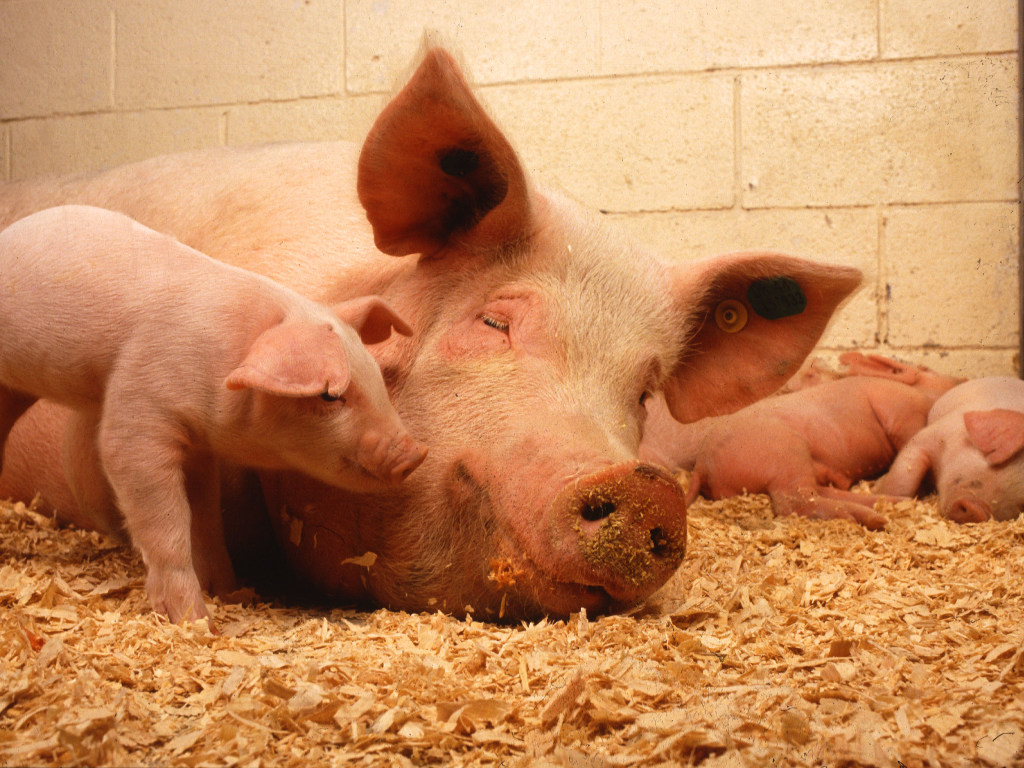 Эксперт рассказал, какую денежную компенсацию можно получить за убой свиней с АЧС