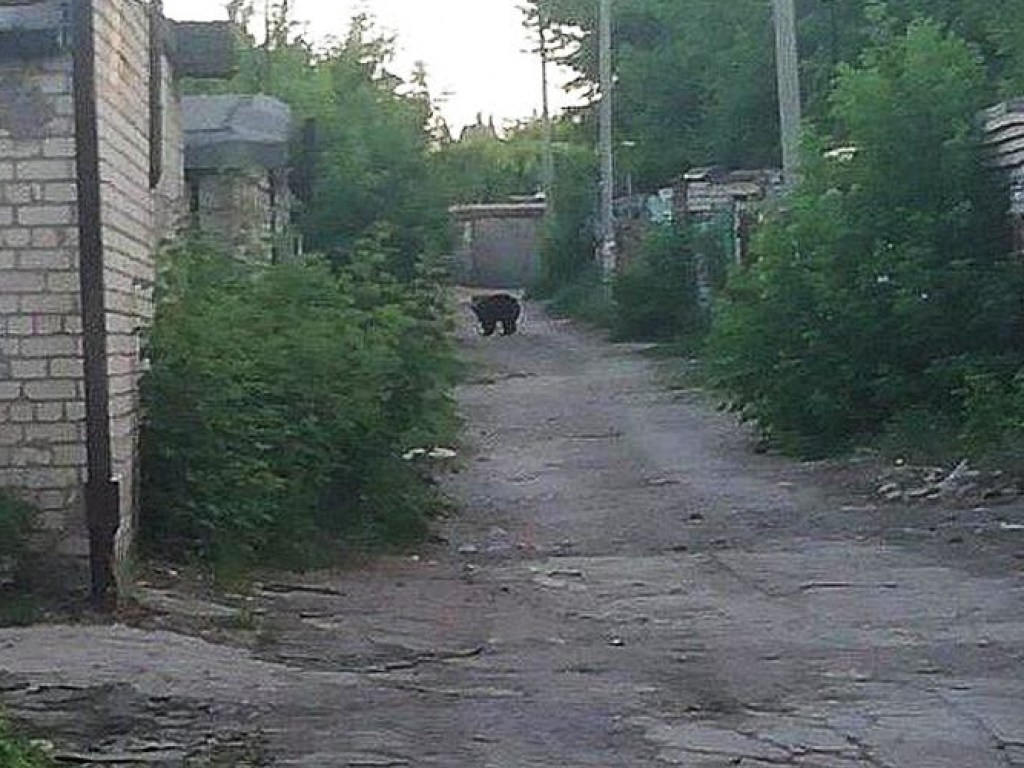 Медведица сбежала из гаража жителя РФ: пострадали двое прохожих (ФОТО)