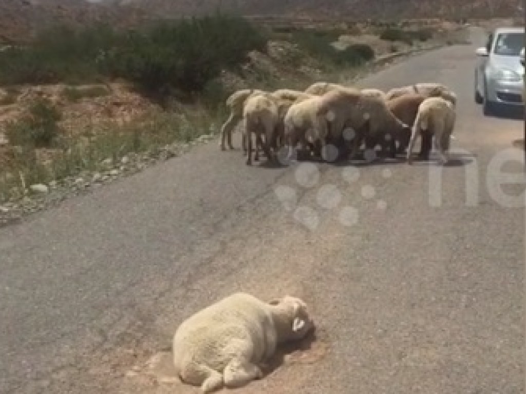 В Китае овцы стали стеной за своего изувеченного собрата (ВИДЕО)