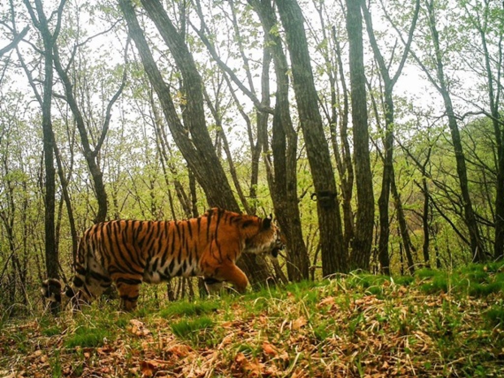 Амурский тигр сделал селфи в заповеднике (ФОТО)
